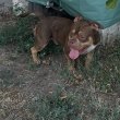 American bully csoki tri kan 