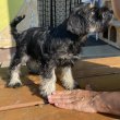Törpe schnauzer kan