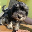 Törpe schnauzer kan