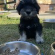 Törpe schnauzer kan