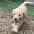 Goldendoodle kiskutya
