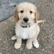 Goldendoodle kiskutya