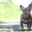 Francia Bulldog Lilac Tan Fiú