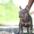 Francia Bulldog Lilac Tan Fiú
