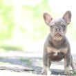 Francia Bulldog Lilac Tan Fiú