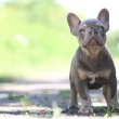 Francia Bulldog Lilac Tan Fiú