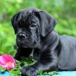 Cane Corso – ÚJ ALOM
