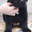 Cane Corso – ÚJ ALOM