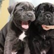Cane Corso – ÚJ ALOM