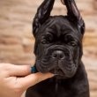 Cane Corso – ÚJ ALOM