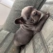 Francia bulldog kölyökutyák