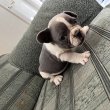 Francia bulldog kölyökutyák