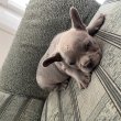 Francia bulldog kölyökutyák