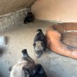Német kis Spitz kölykök