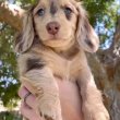 Dachshund puppies mini size Longhair 