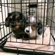 Dachshund puppies mini size Longhair 