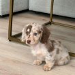 Dachshund puppies mini size Longhair 