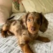 Dachshund puppies mini size Longhair 