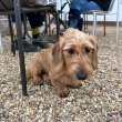 Wire hair Dachshund puppies for sale