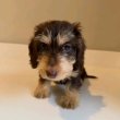 Wire hair Dachshund puppies for sale