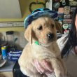 Golden Retriever for sale
