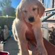 Golden Retriever for sale