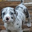 Great Dane puppies for sale 