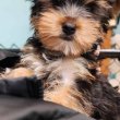 Yorkshire puppies for sale 