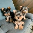 Yorkshire puppies for sale 