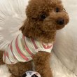 Mini and teacup size poodle puppies ready to go