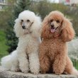 Mini and teacup size poodle puppies ready to go