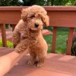 Mini and teacup size poodle puppies ready to go