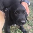 Labrador kiskutyák eladók 