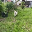 Fehér Svájci Juhászkutya – kölykök