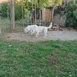 Fehér Svájci Juhászkutya – kölykök