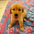 Golden retriever kölykök eladók