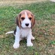 Beagle kan kiskutyák új otthonra várnak