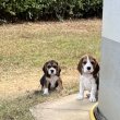 Beagle kan kiskutyák új otthonra várnak