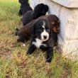 Mixed breed Aussiedoodle puppies 