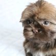 Shih Tzu puppies 