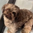 Shih Tzu puppies 