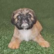 Shih Tzu puppies 