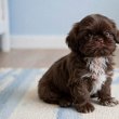 Shih Tzu puppies 