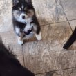 Husky mixed Pomsky puppy for sale