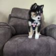 Husky mixed Pomsky puppy for sale