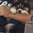 Husky mixed Pomsky puppy for sale