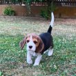 Beagle kiskutya gazdit keres