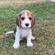 Beagle kiskutya gazdit keres