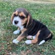 Beagle kiskutya gazdit keres