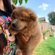 Chow chow puppies for sale 